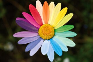 Ambulanter Hospizdienst VISITE in Berlin: Leitbild Zu sehen ist eine Margerite mit Blütenblättern in Regenbogenfarben: Jedes Blütenblatt hat eine andere Farbe.