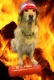 Feuerwehr Hund Bela